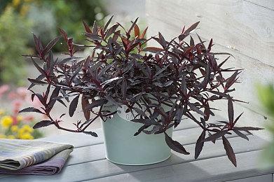 夏日游戏节预告发布 《死亡搁浅2》及多款新作亮相