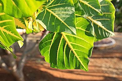 《赛博朋克2077》2.01更新将上线 修复PS5存档损坏问题